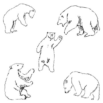 The Bears. Sketch by hand. Pencil drawing by hand. Vector image. The image is thin lines