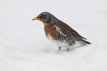 Fototapeta premium animal