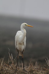 animal