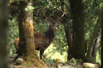 Animal