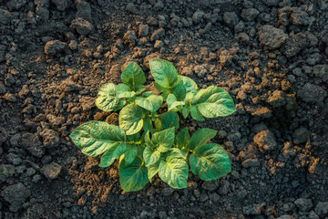 Top view of a young potato plant growing in the vegetable garden