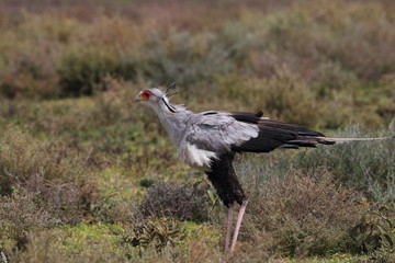 Animal