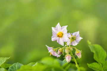 Fototapeta premium Potato plant with rose flowers on the vegetable bed in sunny day