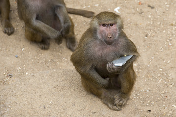 Yellow baboon playing with a smartphone in a zoo