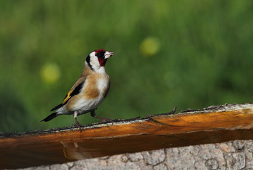 Animal