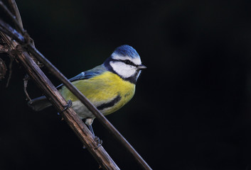 Animal