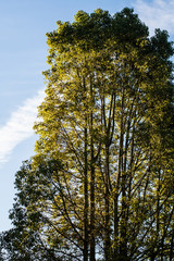 forest