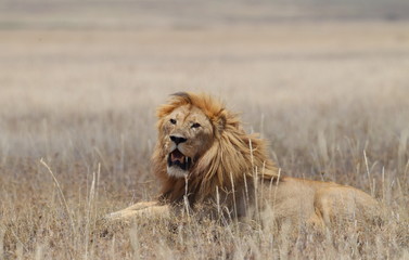 Animal