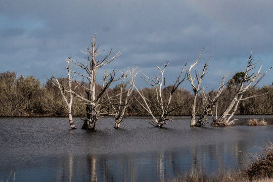 dead trees