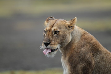 Naklejka premium Animal