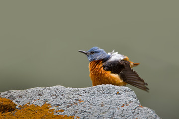 Animal