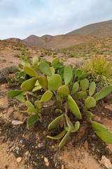 Fig cactus Opuntia ficus-indica, Sidi Ifni, Morocco
