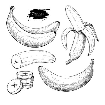 Banana set vector drawing. Isolated hand drawn bunch, peel banana and sliced pieces. Summer fruit engraved style
