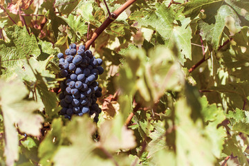 grapes