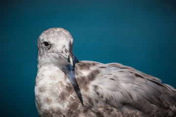 seagull