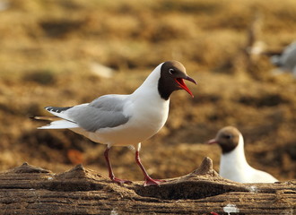 Fototapeta premium Animal