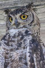 Owl with stunning yellow eyes 