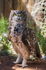 Owl with stunning yellow eyes 