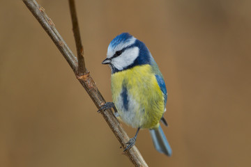 Naklejka premium Animal