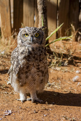 Owl standing 