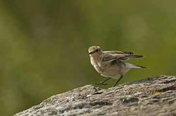 Animal