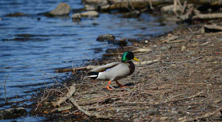 Mallard duck walking by blue river