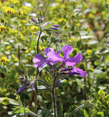 euphorias and a pelargonium,