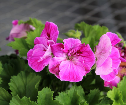 Sardunya Angel / Geranium Angel (pelargonium )