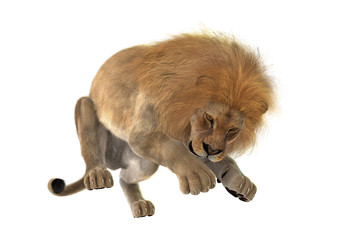 Obraz premium 3D Rendering Male Lion on White