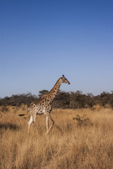 Giraffe in the nature 