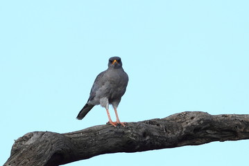 Obraz premium Animal