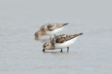 Sanderling (Calidris alba)