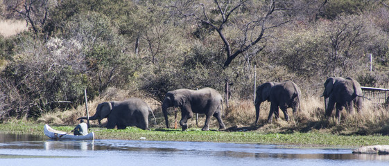Elephants walking in the water 