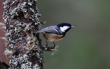 animal