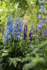 Staudenbeet mit verschiedenen Gartenrittersporn