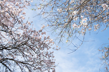 Cherry tree flowers. Springtime.