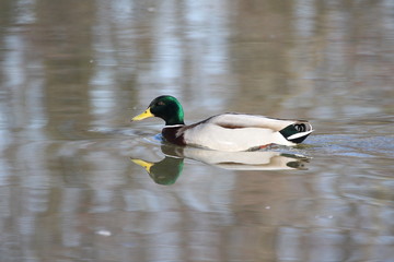 Fototapeta premium animal