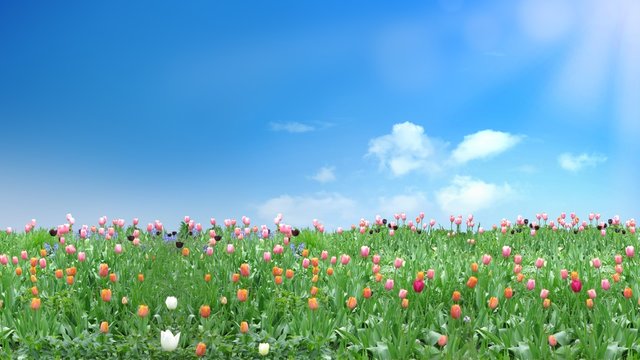 Wiese mit bunten Blumen