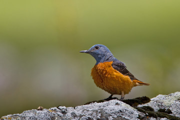 animal