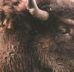 Grand beast Buffalo with amazing wool fur wallpaper. Wild cattle portrait. 