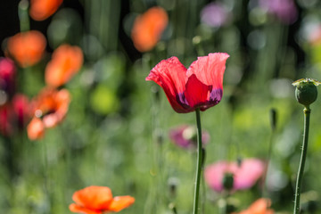 Mohn
