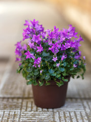 Fototapeta na wymiar Small purple campanula flowers planted in brown pot on stone stairs