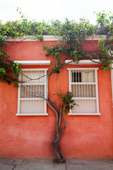 Fototapeta na wymiar Tree growing up the wall of a house in the Getsemani neighborhood of Cartagena, Colombia.