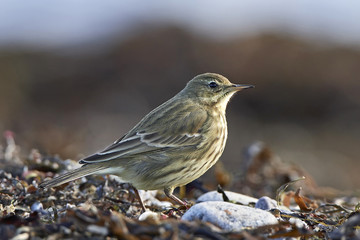 Eurasian rock pipit (Anthus petrosus)