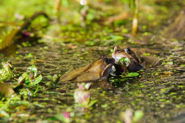 Obraz premium Wild common Frogs (Rana temporaria) surrounded by frog spawn in a pond