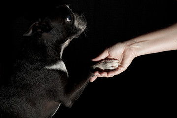 Boston terrier giving her paw to her human. Isolated on black gackground.
