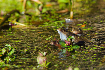 Common Frog (Rana temporaria )