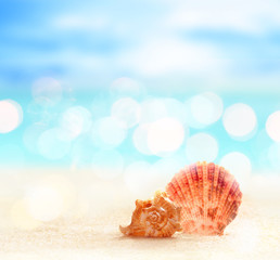 Obraz na płótnie Canvas Sea shell on the beach