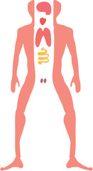 Cartoon male body