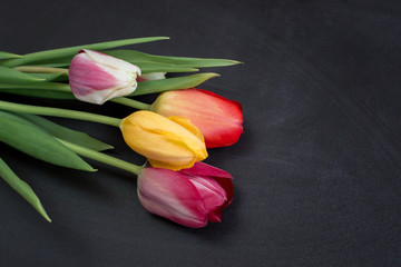 Bouquet of tulips on a black background. Spring background. The image is isolated. Selective focus. With love.